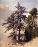 Study from Nature Trees,Newburgh,